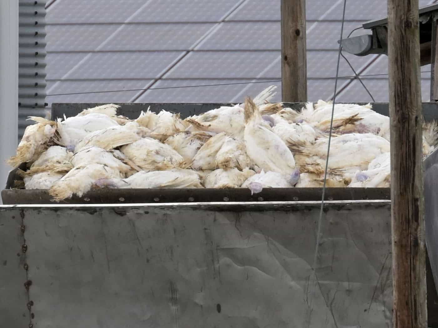 Die Folge einer Infektion mit Geflügelpest sind für die Tiere gravierend: Der Bestand eines infizierten Betriebs muss in der Regel getötet werden. (Archivbild) / Foto: Michael Bahlo/dpa