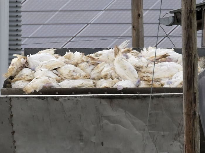 Die Folge einer Infektion mit Geflügelpest sind für die Tiere gravierend: Der Bestand eines infizierten Betriebs muss in der Regel getötet werden. (Archivbild) / Foto: Michael Bahlo/dpa