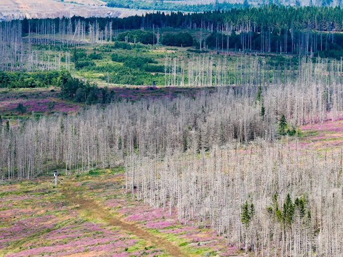 Der Borkenkäfer, Trockenheit und Sturmschäden setzen dem Wald im Harz zu. (Symbolbild) / Foto: Julian Stratenschulte/dpa