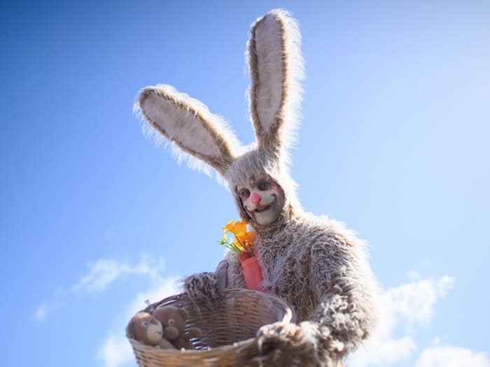 Enrico Lein ist vor Ostern als Hase im Dauereinsatz. / Foto: Klaus-Dietmar Gabbert/dpa