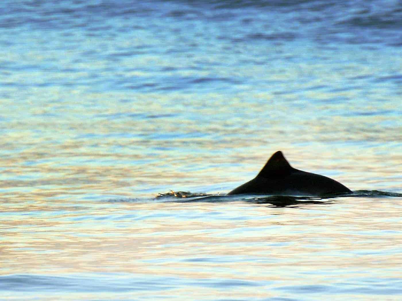 In Wilhelmshaven stehen die Chancen in diesen Tagen gut, Schweinswale zu sichten. (Archivbild) / Foto: Kay Nietfeld/dpa