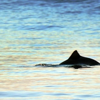 In Wilhelmshaven stehen die Chancen in diesen Tagen gut, Schweinswale zu sichten. (Archivbild) / Foto: Kay Nietfeld/dpa
