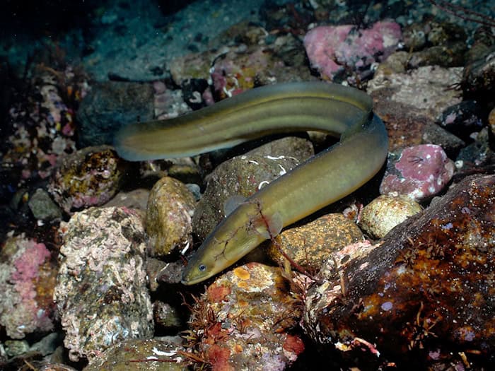 Ende 2026 wird laut Bundesagrarministerium auf EU-Ebene der Rahmen für zukünftige Fischereimaßnahmen zum Schutz des Aals neu festgelegt. (Symbolbild) / Foto: Erling-Svensen/WWF/dpa