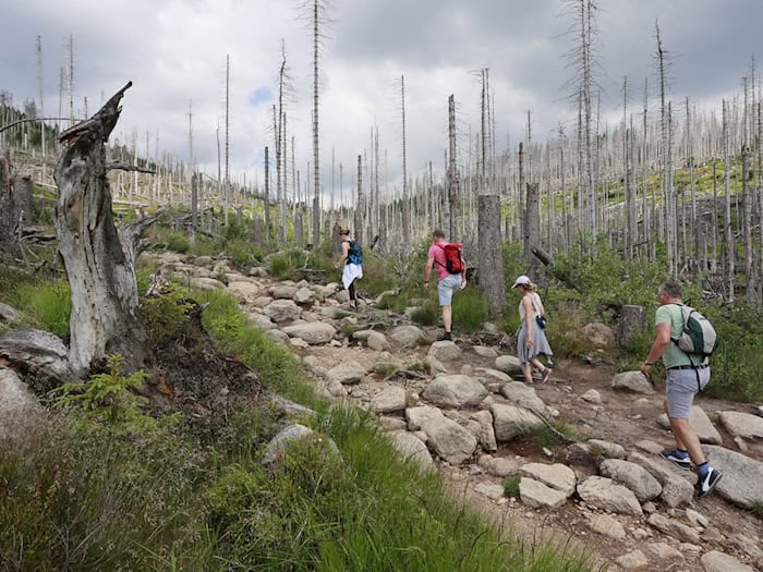 Die Bergwacht im Harz rät Wanderern zu guter Vorbereitung und warnt vor unkritischer Nutzung von Routen aus Apps. (Symbolbild)  / Foto: Matthias Bein/dpa