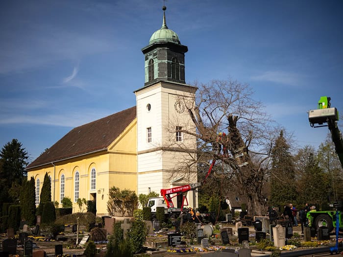 Die uralte Linde ist stark geschwächt und braucht ein Stützgerüst. / Foto: Sina Schuldt/dpa