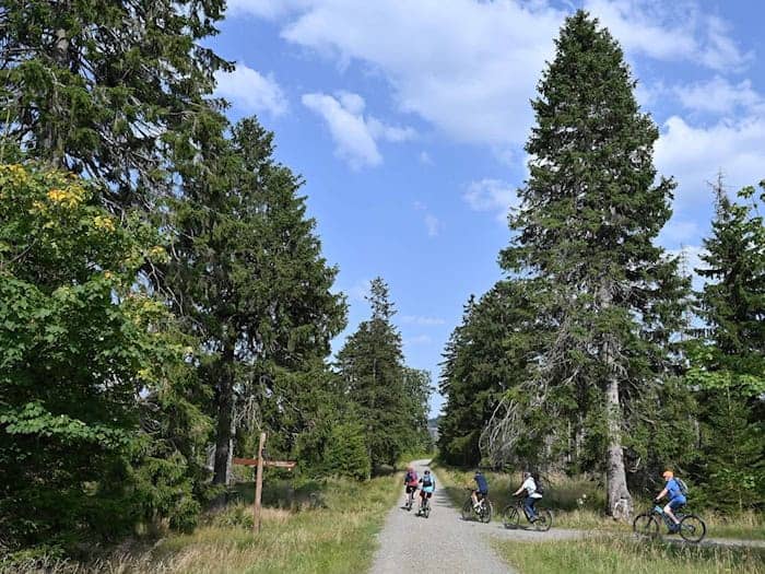Im Harz führen zahlreiche Radstrecken durch die Wälder. (Archivbild) / Foto: Swen Pförtner/dpa