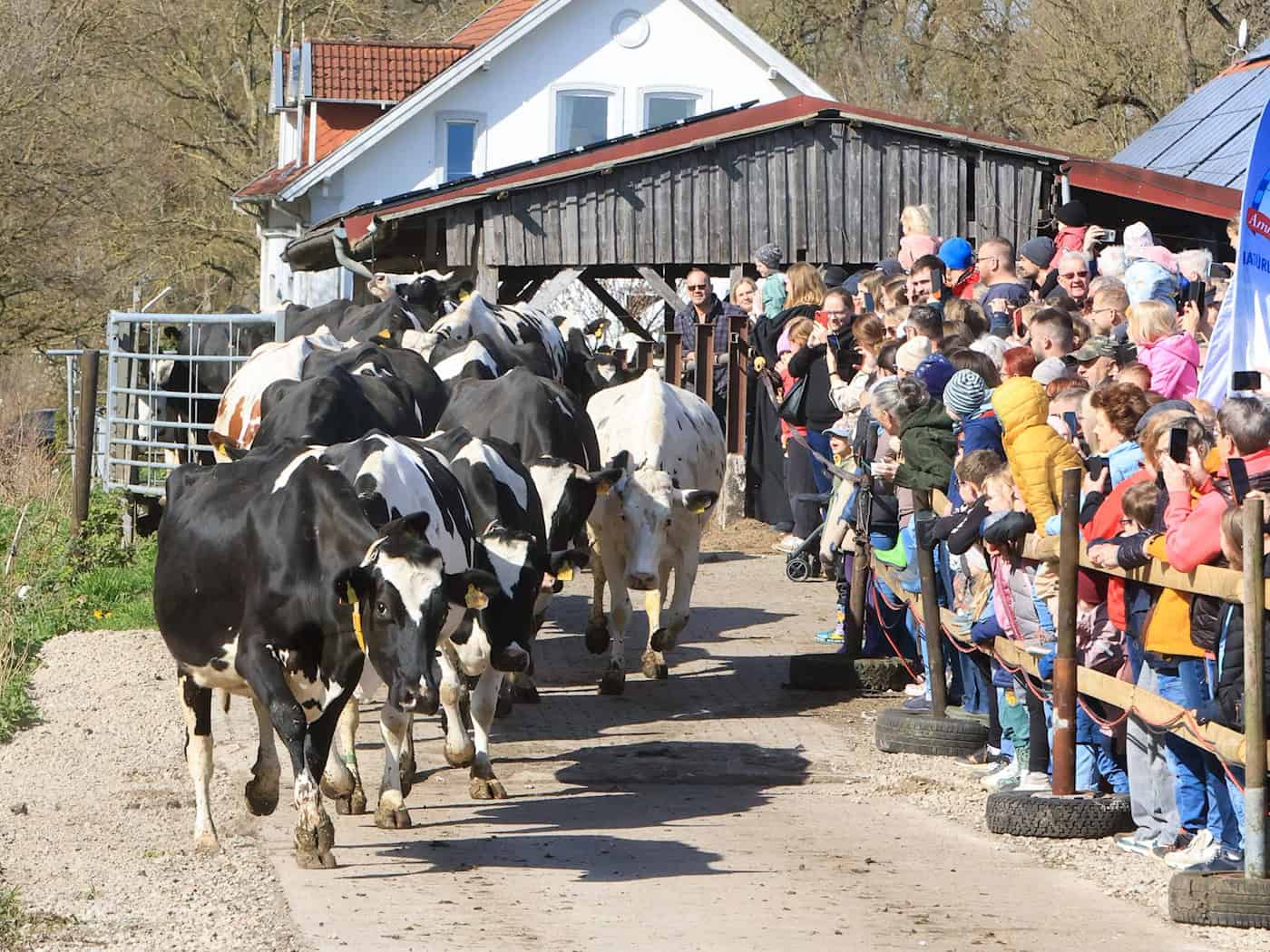 Die ersten Kühe verlassen den Stall und laufen hinaus auf die Weide. / Foto: Christian Butt/dpa