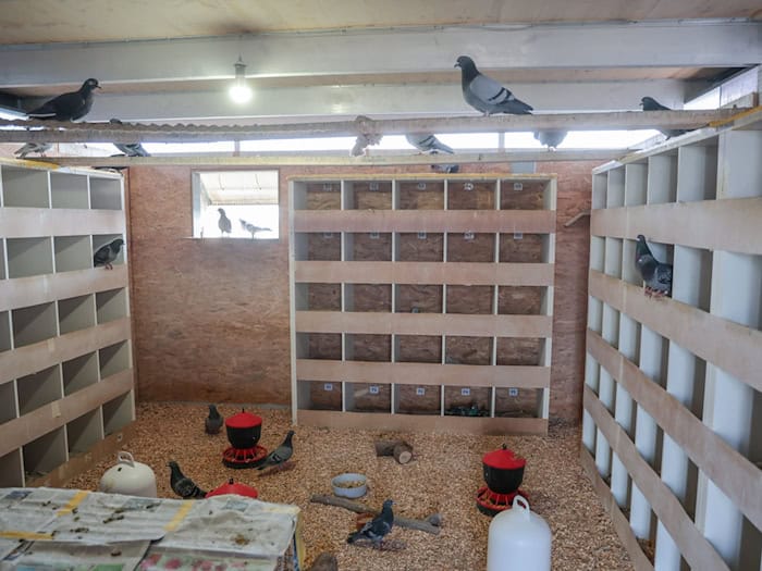 Ein Raum mit artgerechtem Futter, sauberem Wasser und Nistplätzen soll helfen, die Zahl der Bremer Tauben zu reduzieren. / Foto: Focke Strangmann/dpa