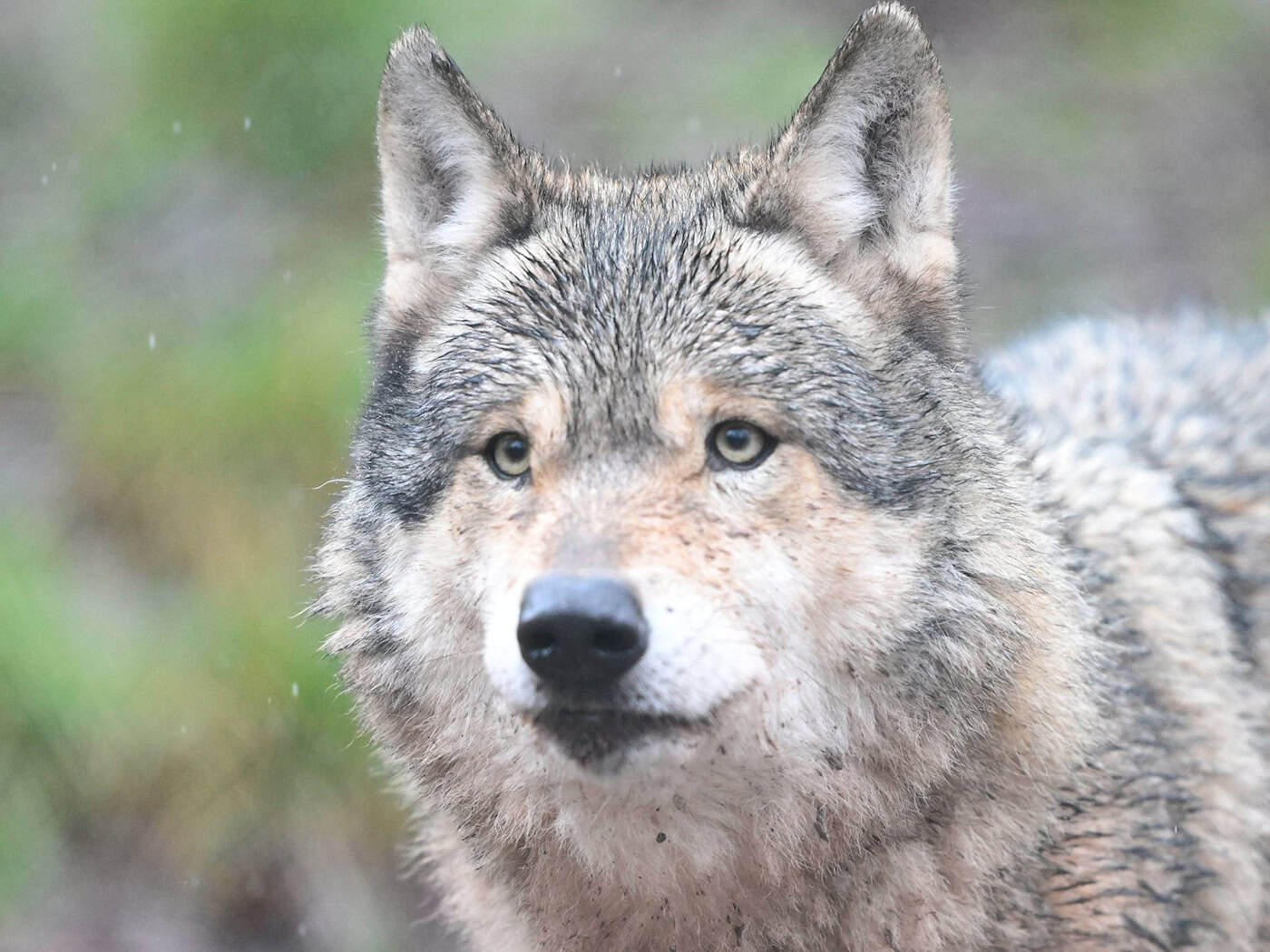 Der Wolf verhält sich unauffällig und arttypisch (Symbolbild). / Foto: Bernd Weißbrod/dpa