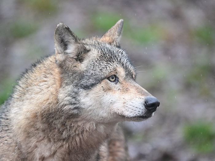 Ein Wolf verletzt eine Frau in der Einkaufsmeile Große Bergstraße. (Symbolbild) / Foto: Bernd Weißbrod/dpa