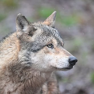 Ein Wolf verletzt eine Frau in der Einkaufsmeile Große Bergstraße. (Symbolbild) / Foto: Bernd Weißbrod/dpa