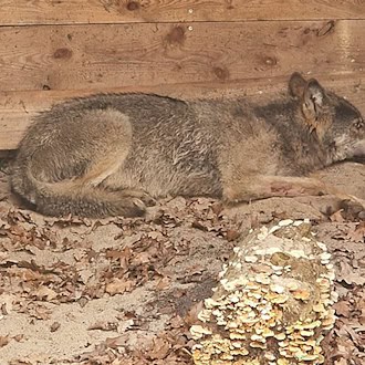 Der vor einer Woche nach einem Angriff auf eine Frau in Hamburg eingefangene Wolf ist wieder frei. (Foto Handout) / Foto: Umweltbehörde Hamburg/dpa