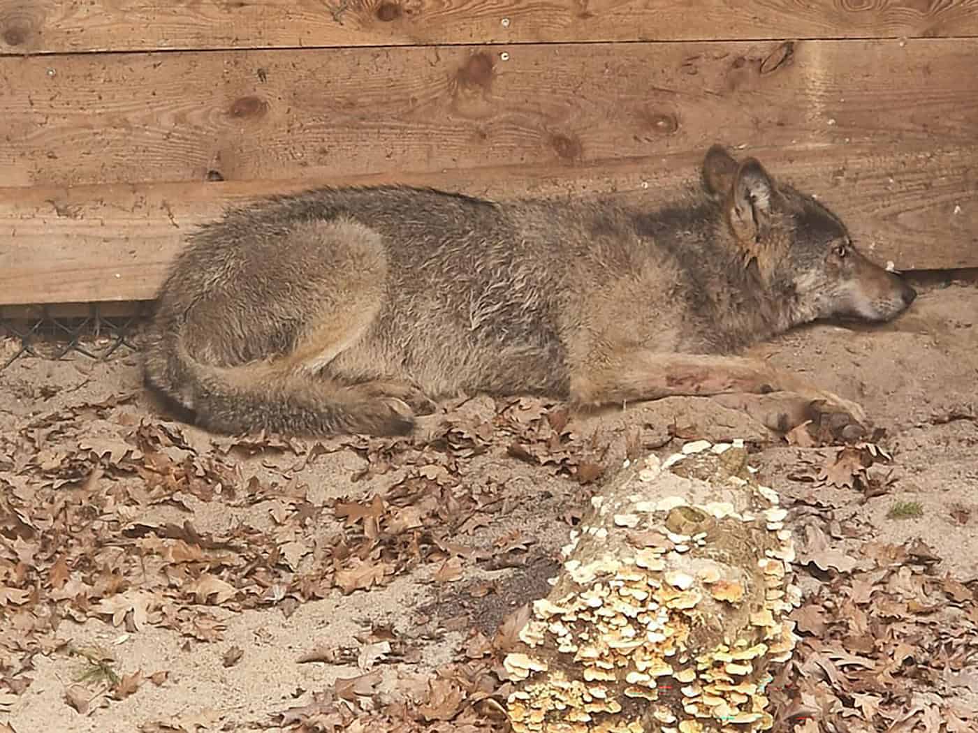Der Wolf, der eine Frau in Hamburg verletzt hat, lag in einer Wildtierauffangstation bei Sachsenhagen. (Handout) / Foto: Umweltbehörde Hamburg/dpa