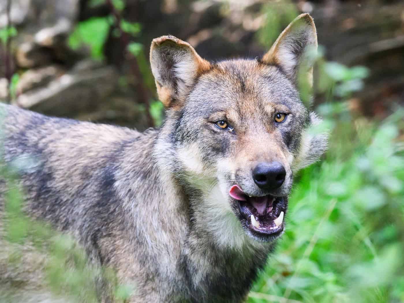 Mehr als 50 tote und rund 100 teils schwer verletzte Schafe gehen in der Grafschaft Bentheim auf das Konto eines oder mehrerer Wölfe. (Symbolbild)  / Foto: Julian Stratenschulte/dpa