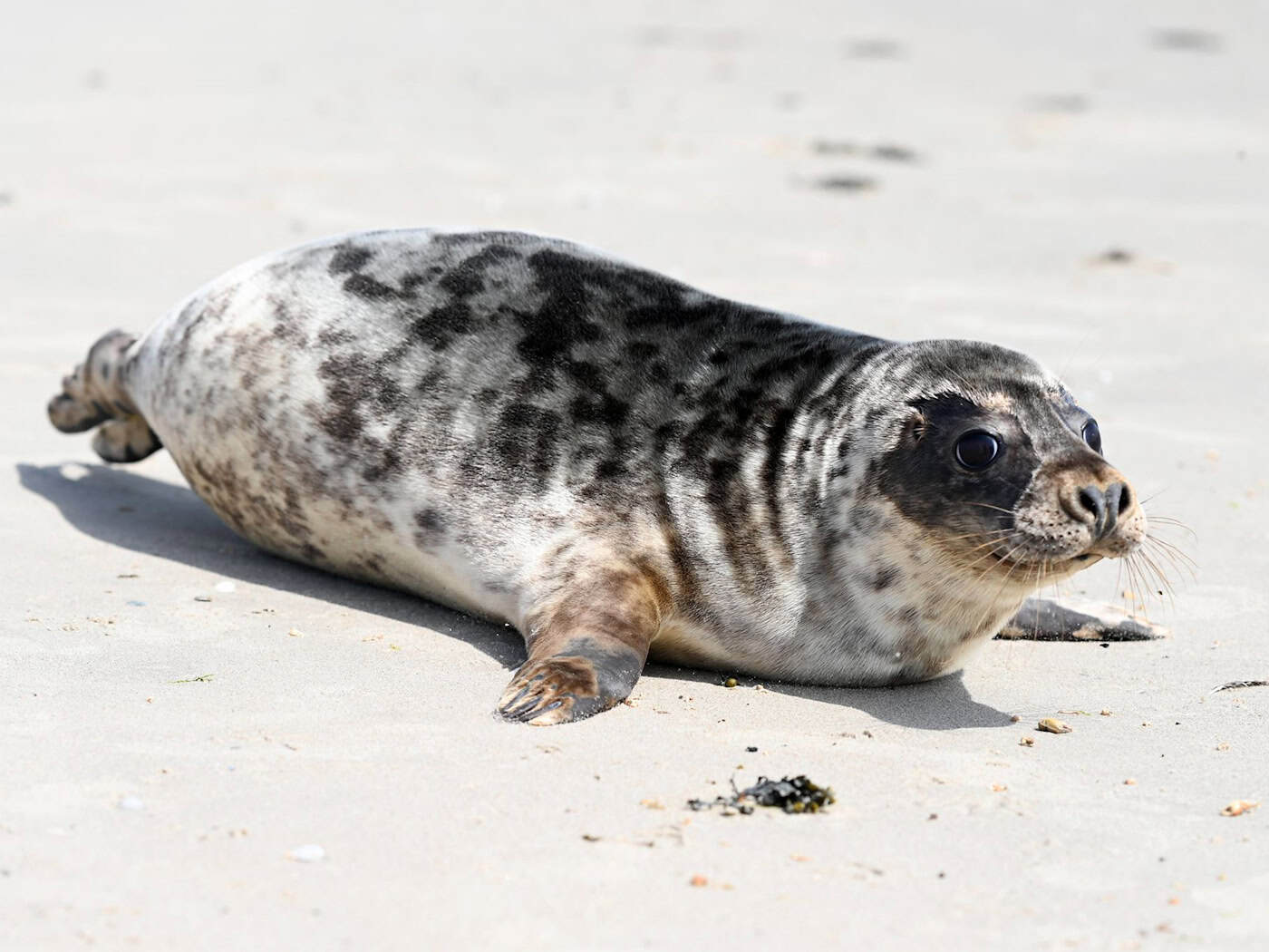 Hinter den beiden einst geschwächten Kegelrobben liegen mehrere Wochen Vollpension und Aufzucht in der Seehundstation Norddeich.  / Foto: Lars Penning/dpa