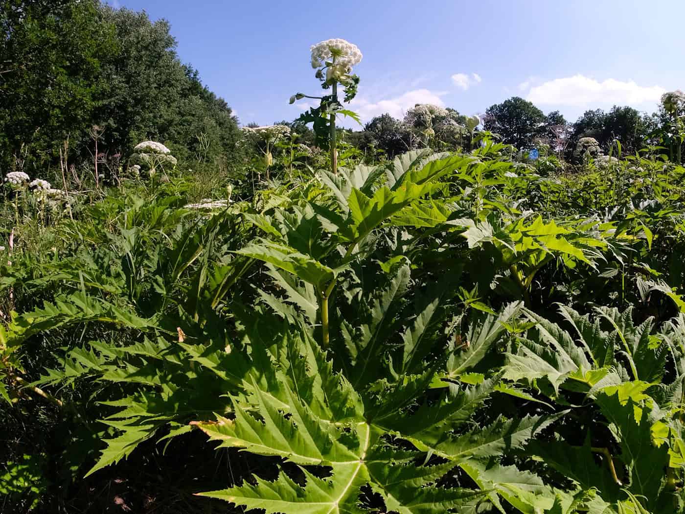 Der Riesenbärenklau (Heracleum mantegazzianum), auch Herkulesstaude genannt, stammt laut Nabu ursprünglich aus dem Kaukasus und wurde in die europäischen Länder als Gartenpflanze eingeführt. (Archivbild) / Foto: Frank Molter/dpa