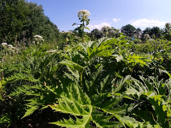 Der Riesenbärenklau (Heracleum mantegazzianum), auch Herkulesstaude genannt, stammt laut Nabu ursprünglich aus dem Kaukasus und wurde in die europäischen Länder als Gartenpflanze eingeführt. (Archivbild) / Foto: Frank Molter/dpa