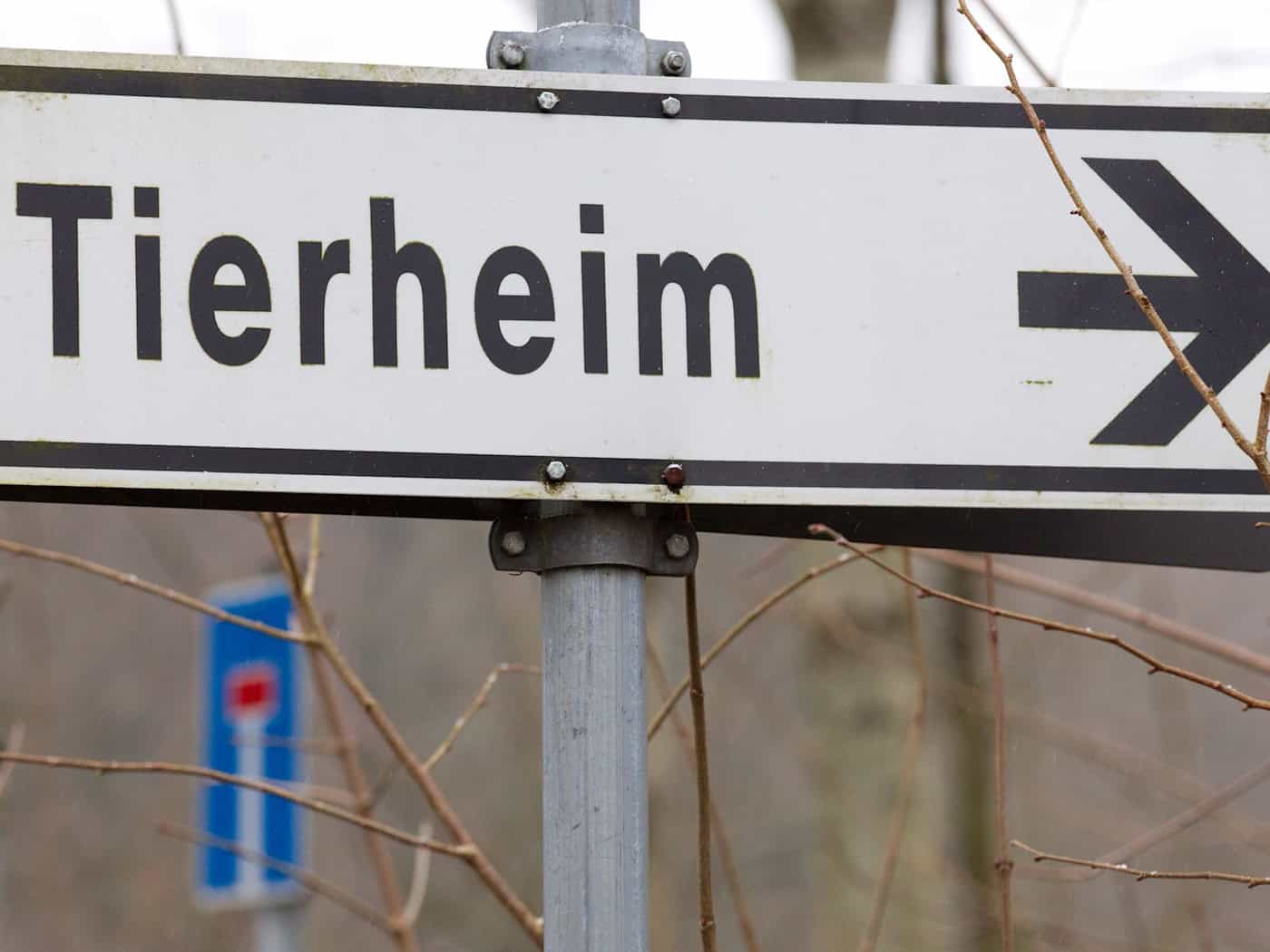Nach Auffassung des Gerichts wurden die Hunde unter hochgradig tierschutzwidrigen Umständen gehalten. (Symbolbild) / Foto: picture alliance / Friso Gentsch/dpa