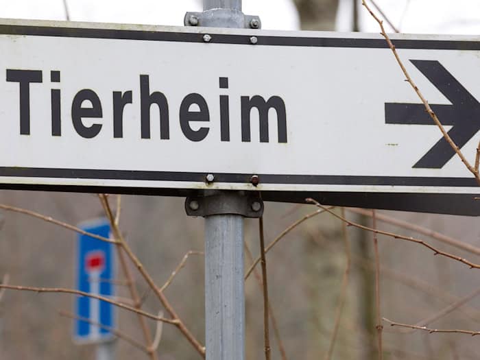 Nach Auffassung des Gerichts wurden die Hunde unter hochgradig tierschutzwidrigen Umständen gehalten. (Symbolbild) / Foto: picture alliance / Friso Gentsch/dpa