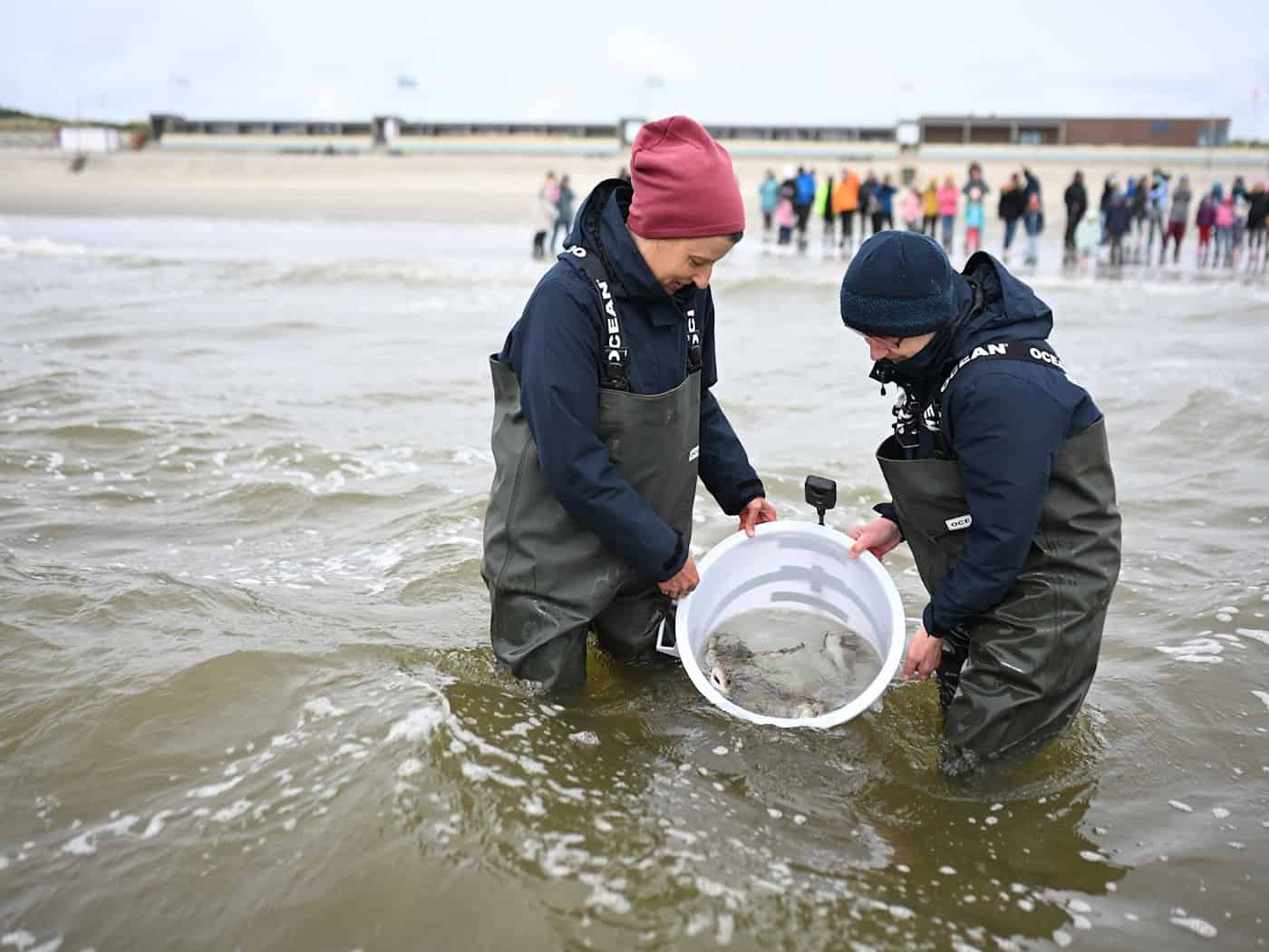 Mitarbeiter des Nordsee-Aquariums entlassen die kleinen Katzenhaie in die Nordsee. / Foto: Lars Penning/dpa