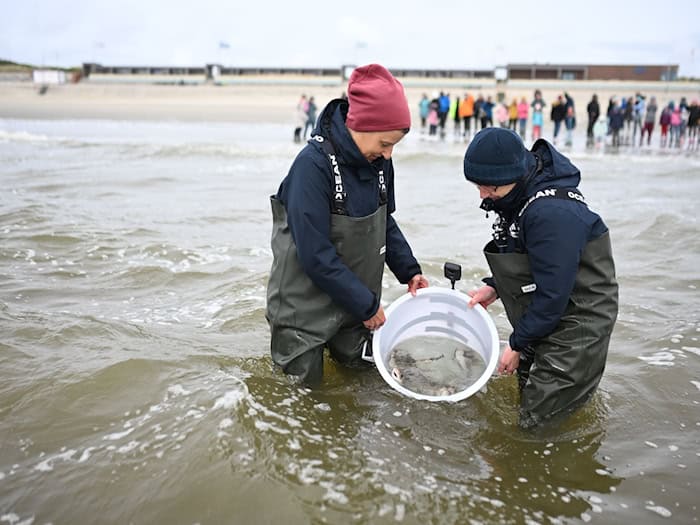 Mitarbeiter des Nordsee-Aquariums entlassen die kleinen Katzenhaie in die Nordsee. / Foto: Lars Penning/dpa