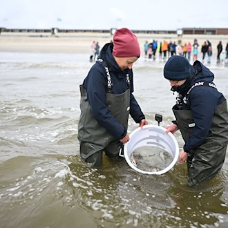 Mitarbeiter des Nordsee-Aquariums entlassen die kleinen Katzenhaie in die Nordsee. / Foto: Lars Penning/dpa