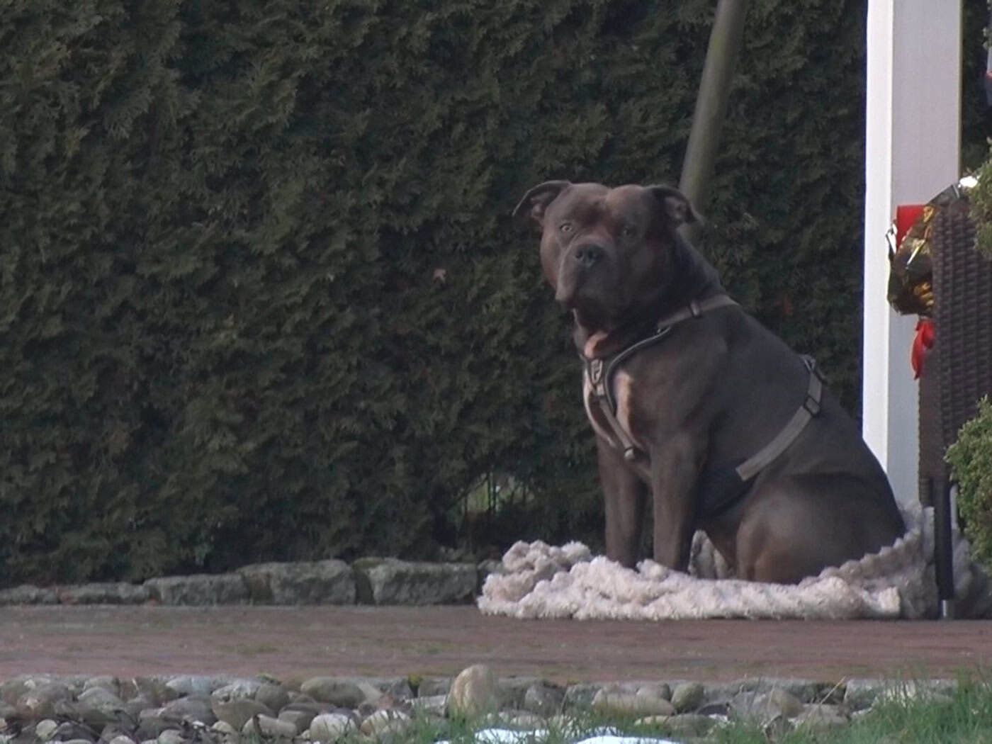 Der Bruder des toten Halters des Hundes Sam, der neben dem leblosen Mann sitzend entdeckt wurde, klagt darauf, das Tier vom Landkreis zu bekommen. (Archivbild)   / Foto: Ulf Zurlutter/Nord-West-Media/dpa