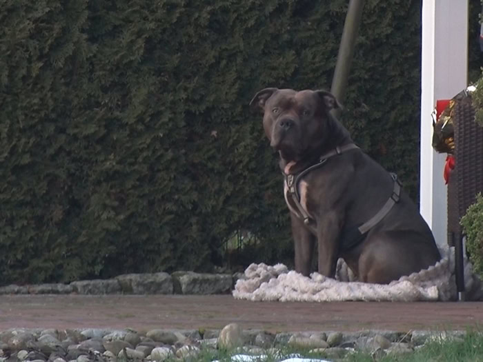 Der Bruder des toten Halters des Hundes Sam, der neben dem leblosen Mann sitzend entdeckt wurde, klagt darauf, das Tier vom Landkreis zu bekommen. (Archivbild)   / Foto: Ulf Zurlutter/Nord-West-Media/dpa