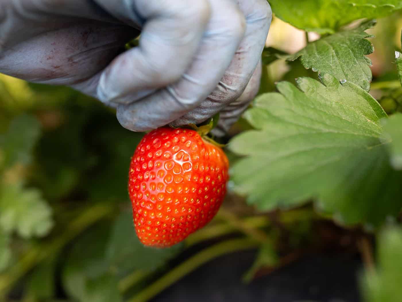 Eine Erntehelferin pflückt Erdbeeren. / Foto: Julian Stratenschulte/dpa