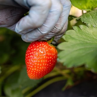 Eine Erntehelferin pflückt Erdbeeren. / Foto: Julian Stratenschulte/dpa