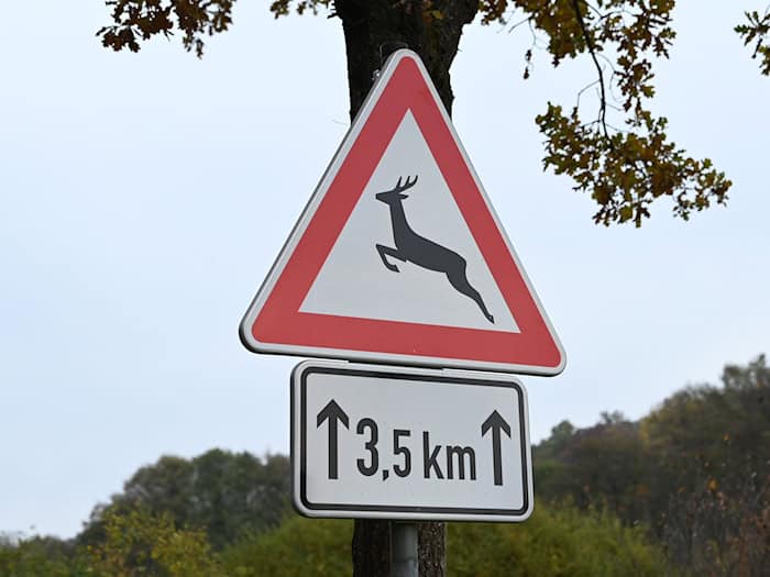 Rehe auf der Straße – Sieben Verletzte bei Unfall in Varel