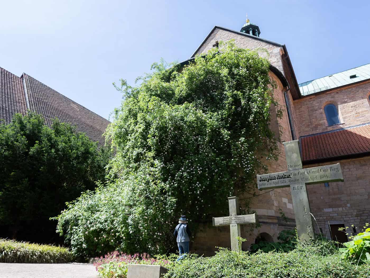 Der «1000-jährige Rosenstock» am Hildesheimer Dom blüht.  / Foto: Julian Stratenschulte/dpa