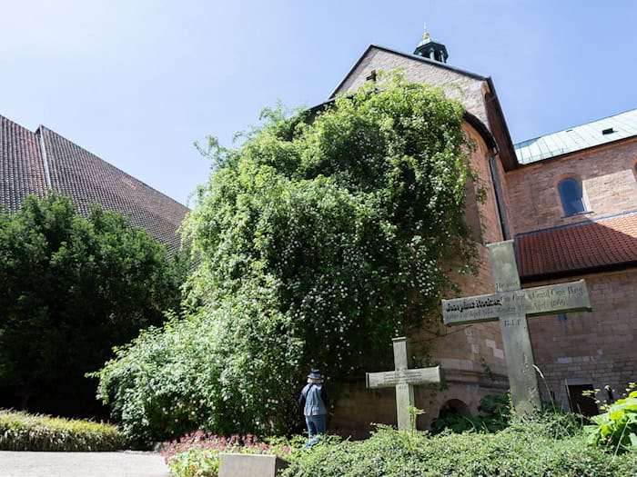 Tausendjähriger Rosenstock am Hildesheimer Dom blüht