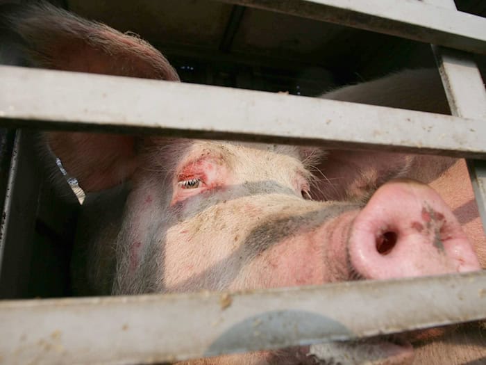 Mehrere Schweine sind aus einem Tiertransporter gefallen. (Symbolbild) / Foto: Peter Steffen/dpa