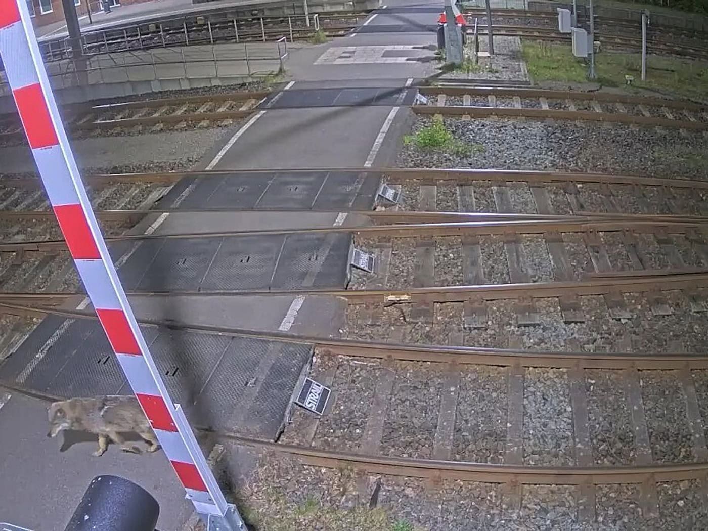 Eine Kamera zeichnete auf, wie ein Wolf über ein Bahngelände läuft.  / Foto: -/Eisenbahnen und Verkehrsbetriebe Elbe-Weser GmbH (evb)/dpa