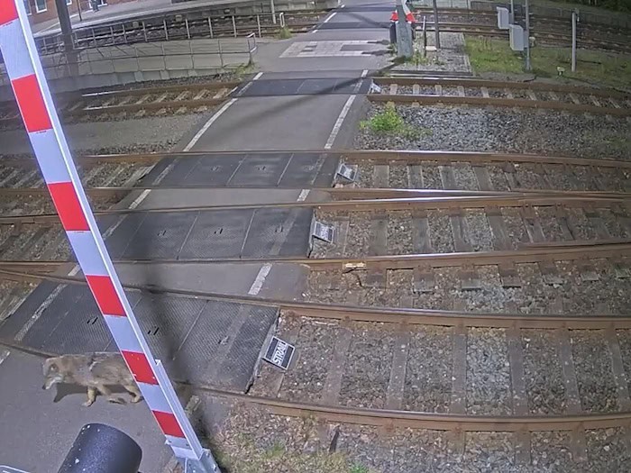 Eine Kamera zeichnete auf, wie ein Wolf über ein Bahngelände läuft.  / Foto: -/Eisenbahnen und Verkehrsbetriebe Elbe-Weser GmbH (evb)/dpa