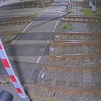 Eine Kamera zeichnete auf, wie ein Wolf über ein Bahngelände läuft.  / Foto: -/Eisenbahnen und Verkehrsbetriebe Elbe-Weser GmbH (evb)/dpa