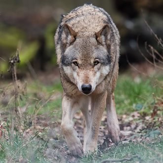 Die Rückkehr des Wolfs führt in Niedersachsen seit Jahren zu Konflikten zwischen Tierhaltern und Naturschützern. (Symbolbild) / Foto: Julian Stratenschulte/dpa