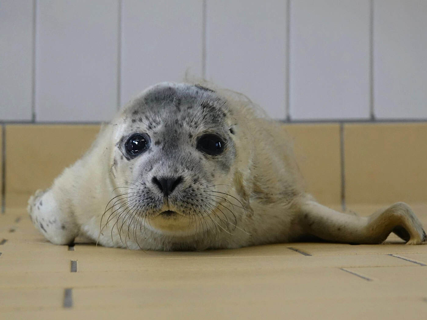 Bert wurde ohne Mutter auf Norderney entdeckt. / Foto: -/Seehundstation Norddeich/dpa