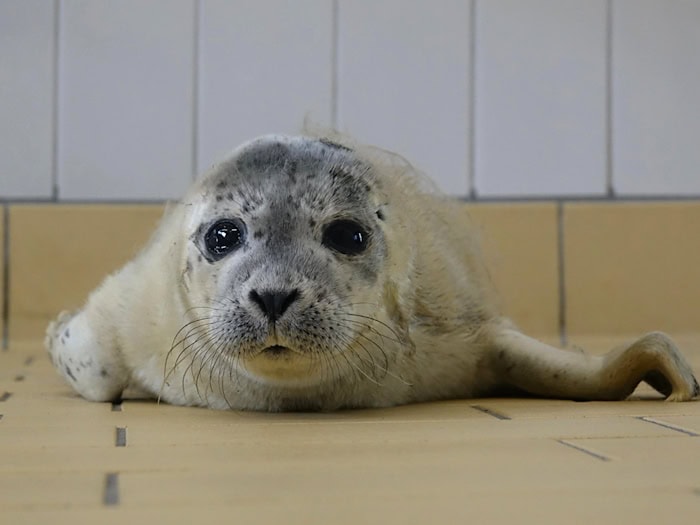 Bert wurde ohne Mutter auf Norderney entdeckt. / Foto: -/Seehundstation Norddeich/dpa