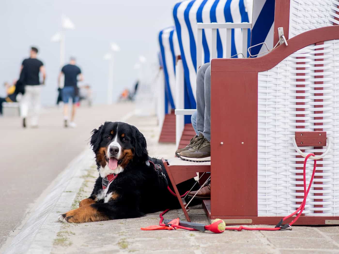 An der Nordseeküste sind die Unterkünfte zwischen 70 und 90 Prozent in den Ferien ausgebucht. (Archivbild) / Foto: Hauke-Christian Dittrich/dpa/dpa-tmn