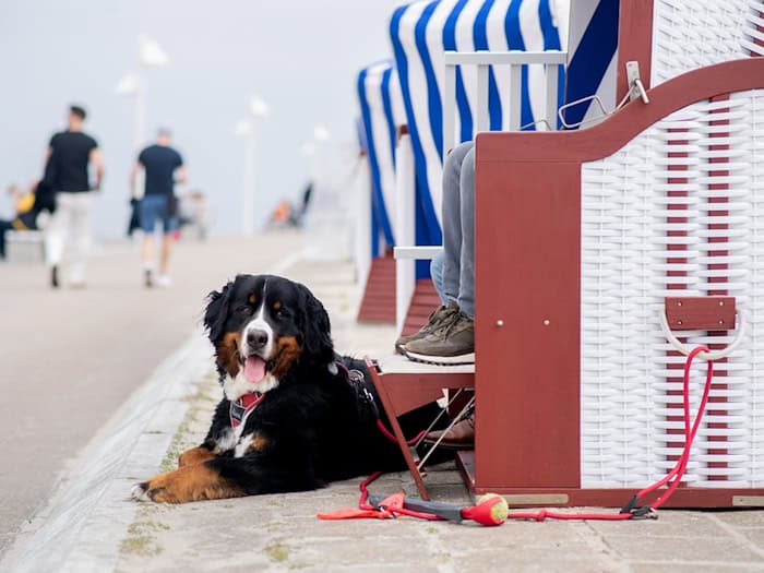 An der Nordseeküste sind die Unterkünfte zwischen 70 und 90 Prozent in den Ferien ausgebucht. (Archivbild) / Foto: Hauke-Christian Dittrich/dpa/dpa-tmn