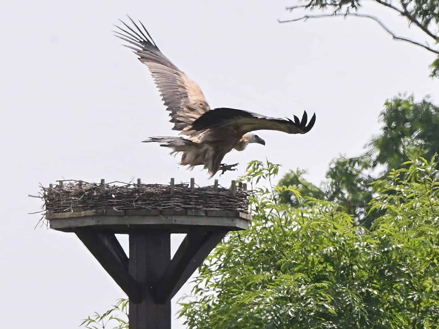 Ein Gänsegeier fliegt über einem Storchennest in der Region Hannover. / Foto: Julian Stratenschulte/dpa