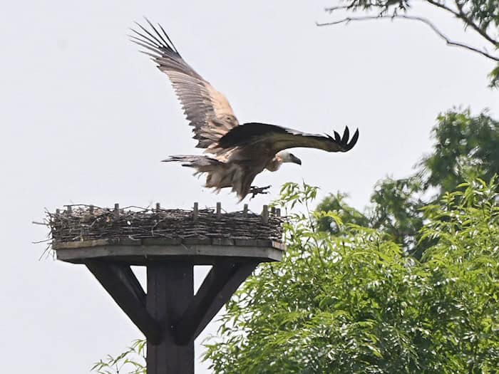 Ein Gänsegeier fliegt über einem Storchennest in der Region Hannover. / Foto: Julian Stratenschulte/dpa