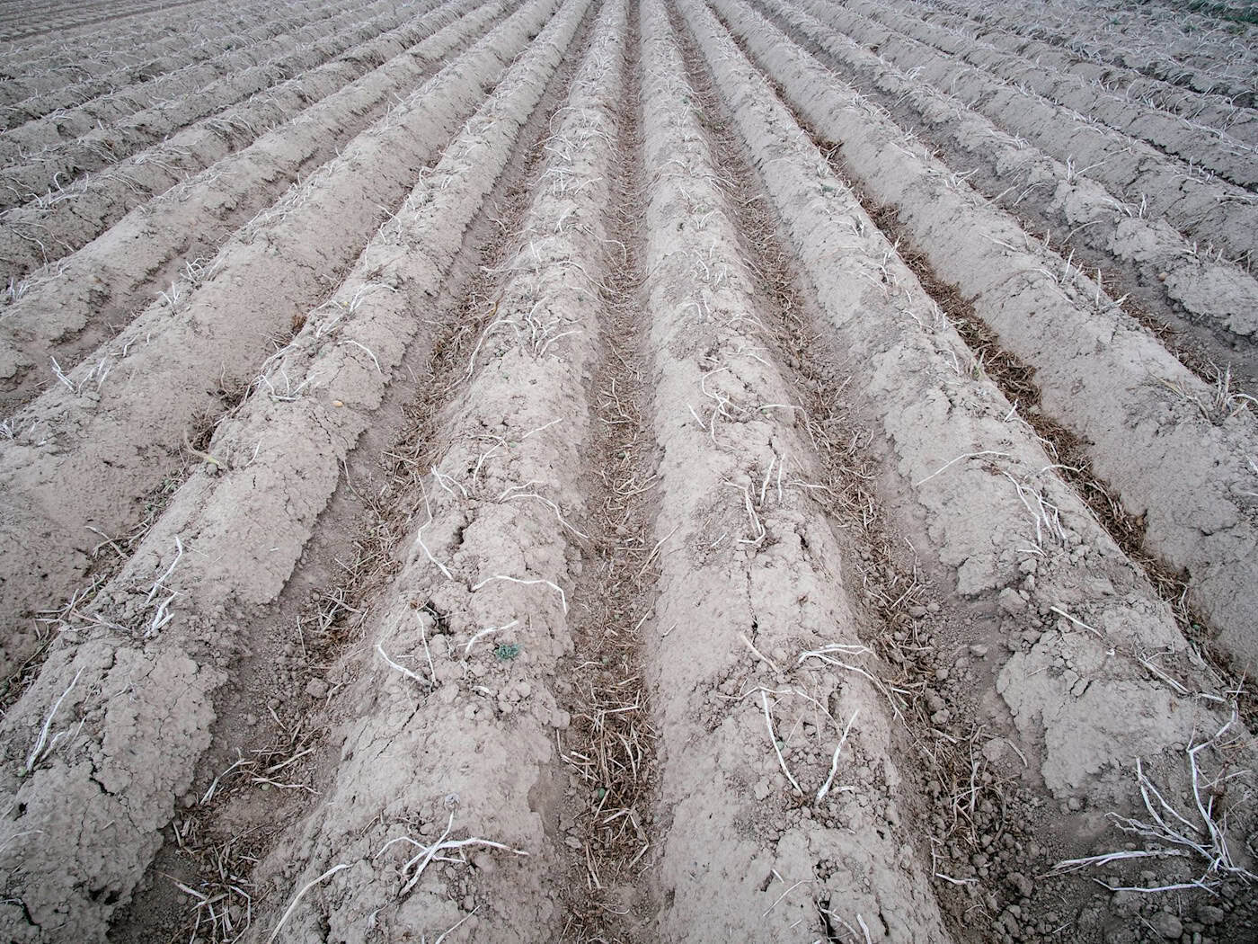 Ein Kartoffelfeld kurz vor der Ernte. Laut einem aktuellen Bericht werden die rechtlichen Vorgaben zur Stickstoffdüngung auf Landesebene eingehalten. (Symbolbild) / Foto: Ole Spata/dpa