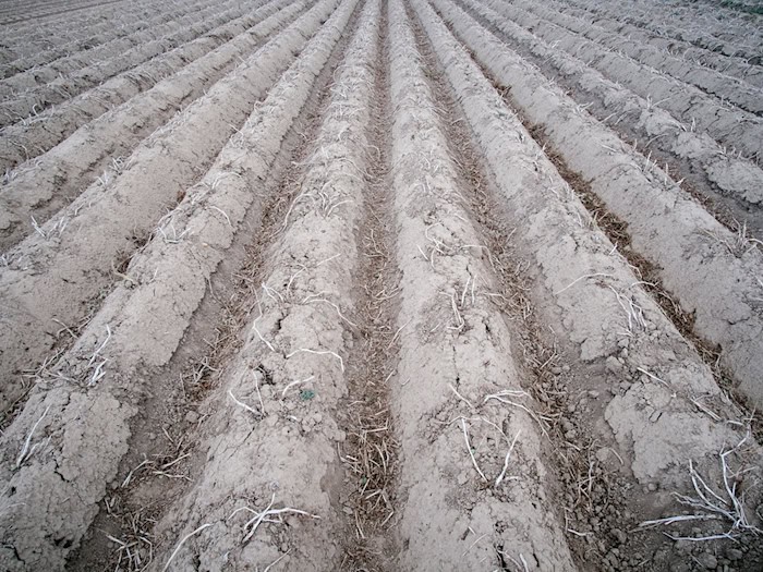 Ein Kartoffelfeld kurz vor der Ernte. Laut einem aktuellen Bericht werden die rechtlichen Vorgaben zur Stickstoffdüngung auf Landesebene eingehalten. (Symbolbild) / Foto: Ole Spata/dpa