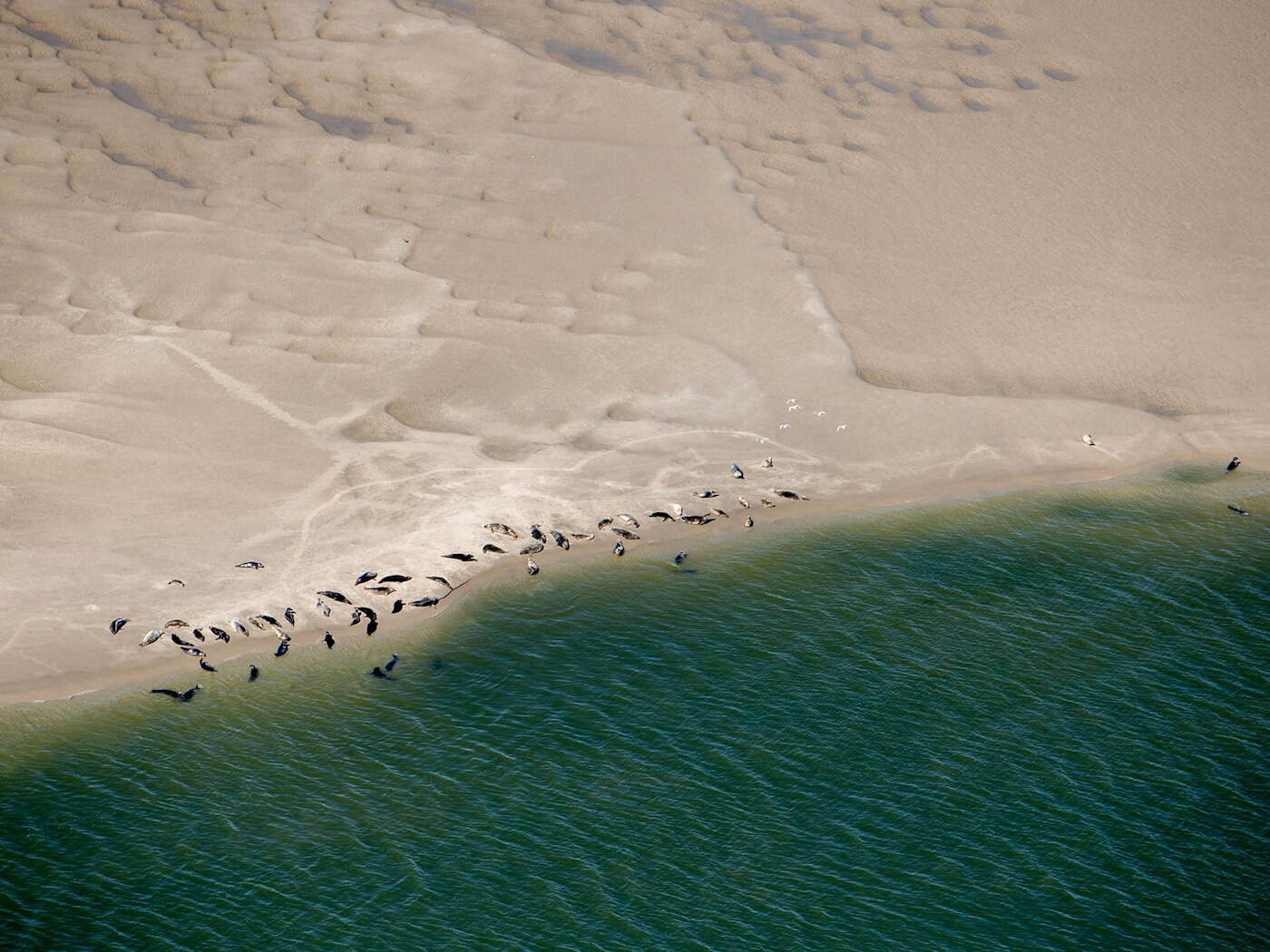 Kleine braune, dunkle Flecken im Sand: Wer die Seehunde erkennen will, muss aus der Luft genau hinsehen. (Archivbild) / Foto: Hauke-Christian Dittrich/dpa