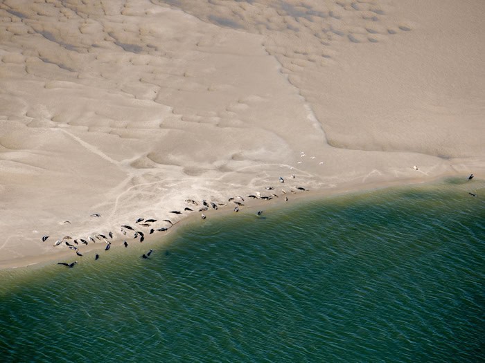 Kleine braune, dunkle Flecken im Sand: Wer die Seehunde erkennen will, muss aus der Luft genau hinsehen. (Archivbild) / Foto: Hauke-Christian Dittrich/dpa