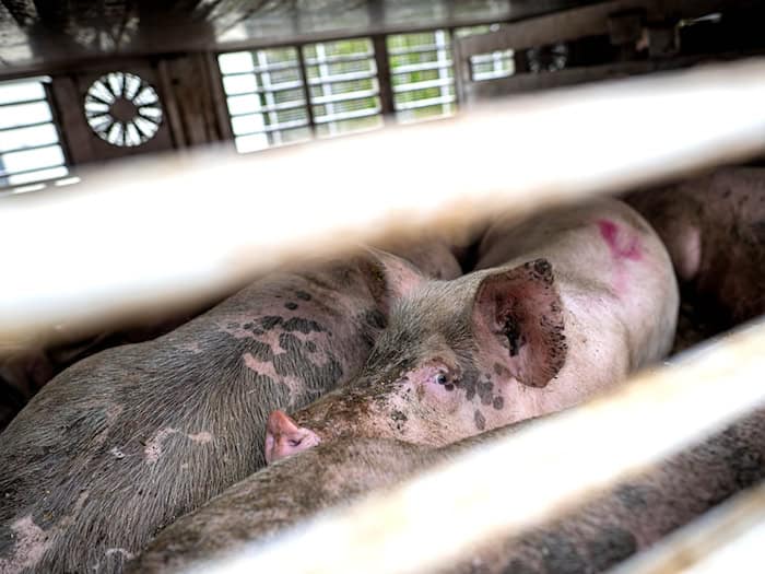 Zwei Aktivisten sollen Schadenersatz zahlen, weil sie heimlich gefilmte Aufnahmen aus einem Schlachthof verbreiten. (Archivfoto) / Foto: Sina Schuldt/dpa