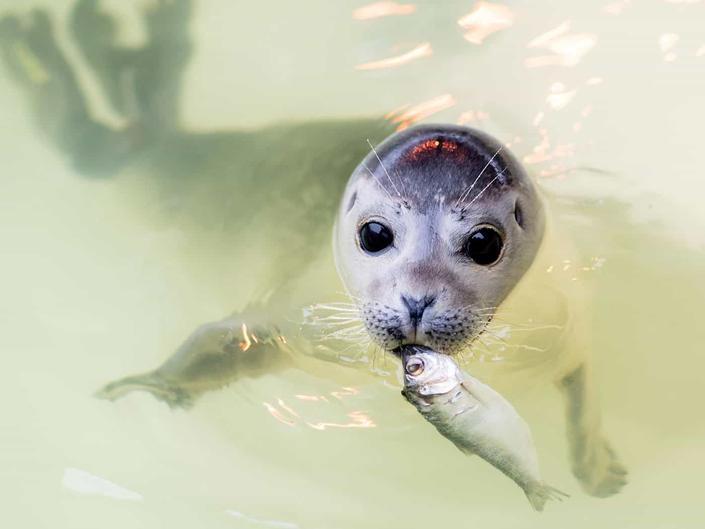 In den kommenden Tagen und Wochen werden im Wattenmeer wieder tausende Seehunde geboren. (Archivbild) / Foto: Hauke-Christian Dittrich/dpa
